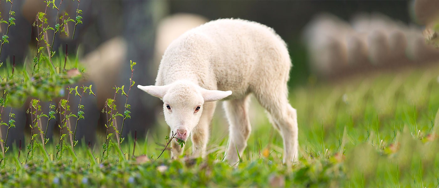 Σάκης Λουκμακιάς: Σε τιμή... κρεοπώλη να πουλήσει φέτος ο κτηνοτρόφος αρνί το Πάσχα