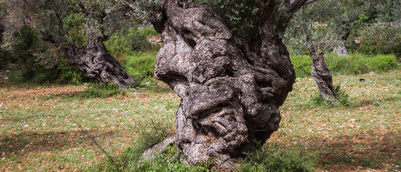 Σύντομα αναμένονται εξελίξεις για αποζημίωση ελαιοπαραγωγών Λέσβου λόγω ακαρπίας