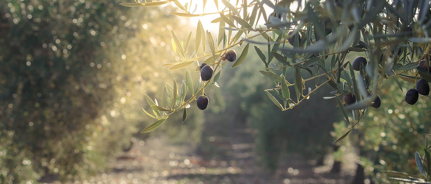 Όροι και προϋποθέσεις μεταβίβασης δικαιωμάτων, όλη η εγκύκλιος