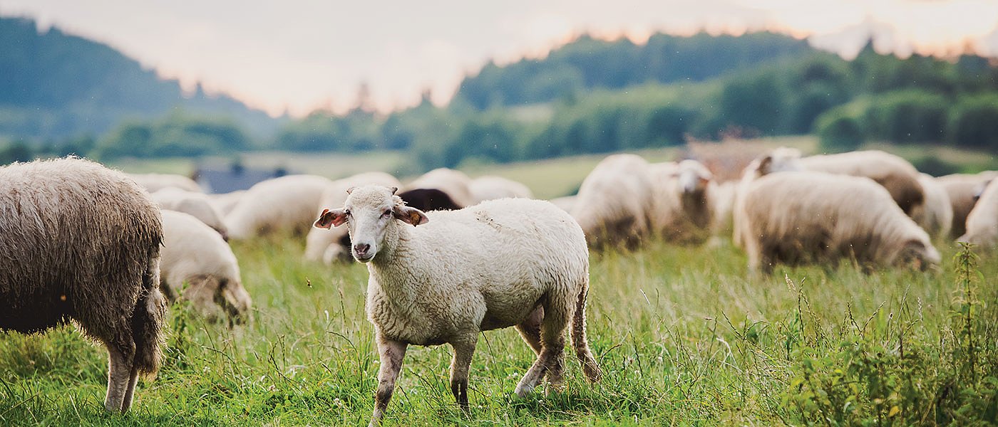 Συλλήψεις για παράνομη βόσκηση στην Κρήτη, κατασχέθηκαν 200 ανεπιτήρητα πρόβατα