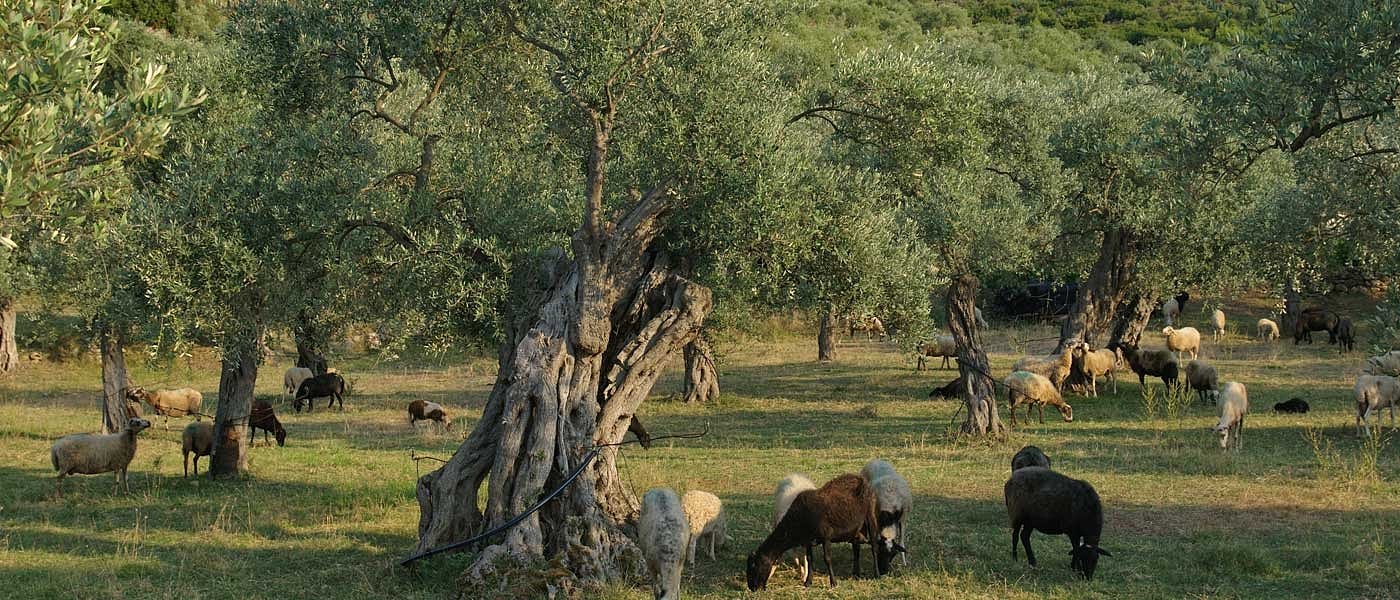 Ποιες εκτάσεις θα ελέγξει ο ΟΠΕΚΕΠΕ προς επιβεβαίωση της επιλεξιμότητάς τους