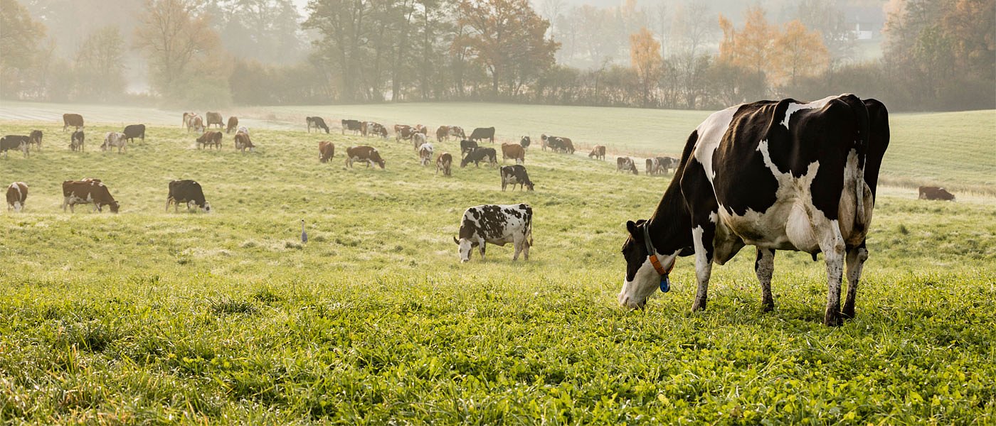 Ξεκινά περισυλλογή νεκρών ζώων στην Κ. Μακεδονία, ερωτηματικά για τα ελευθέρας