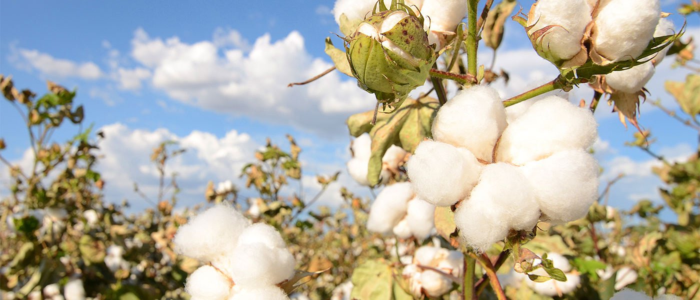 Τα αυξανόμενα κόστη παραγωγής φέρνουν συρρίκνωση της βαμβακοκαλλιέργειας στην Βραζιλία