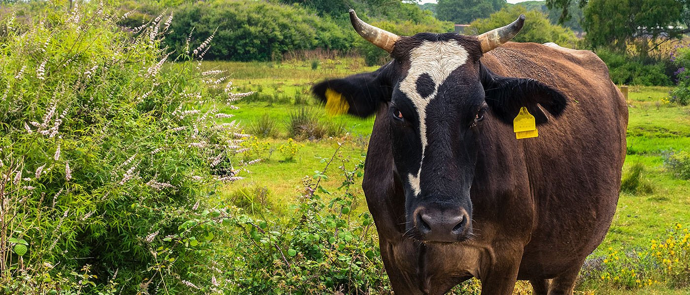 Δικάστηκαν κτηνοτρόφοι για ψευδείς δηλώσεις ζώων, επέστρεψαν τα χρήματα