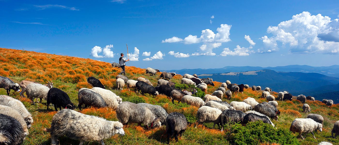 Στα φόρτε του το ντόπιο αρνί με υψηλή ζήτηση, περιορισμένα τα εισαγόμενα