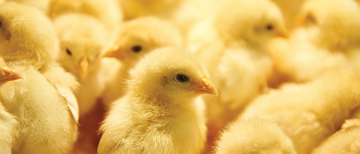 Αλλαγή ΦΠΑ και ρύθμιση οφειλών σε 100 δόσεις ζητάνε οι πτηνοτρόφοι