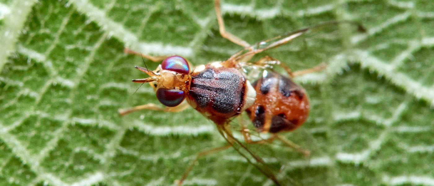 Άδεια διάθεσης για το δάκο της ελιάς στο εντομοκτόνο NTEKOR® 40 EC