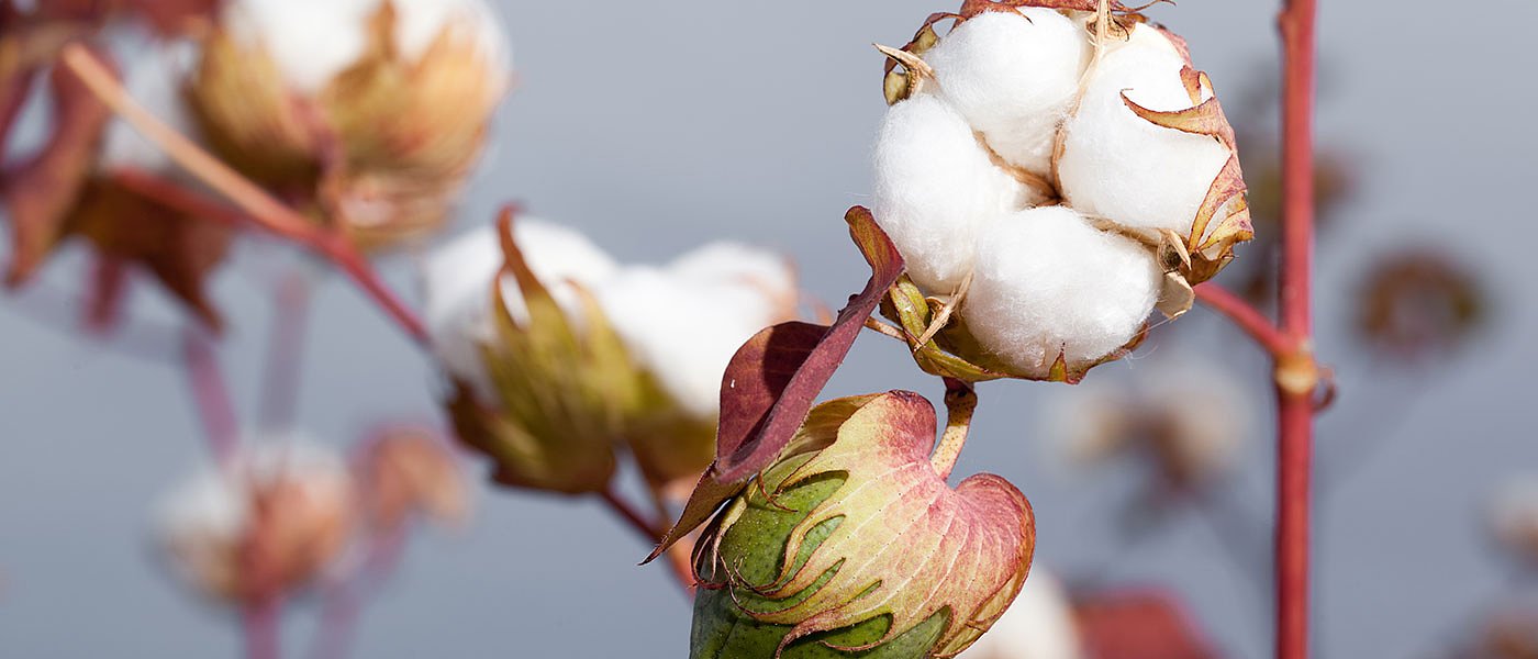 Να βάλουν όλοι πλάτη για να παραμείνει η καλλιέργεια βαμβακιού στην χώρα