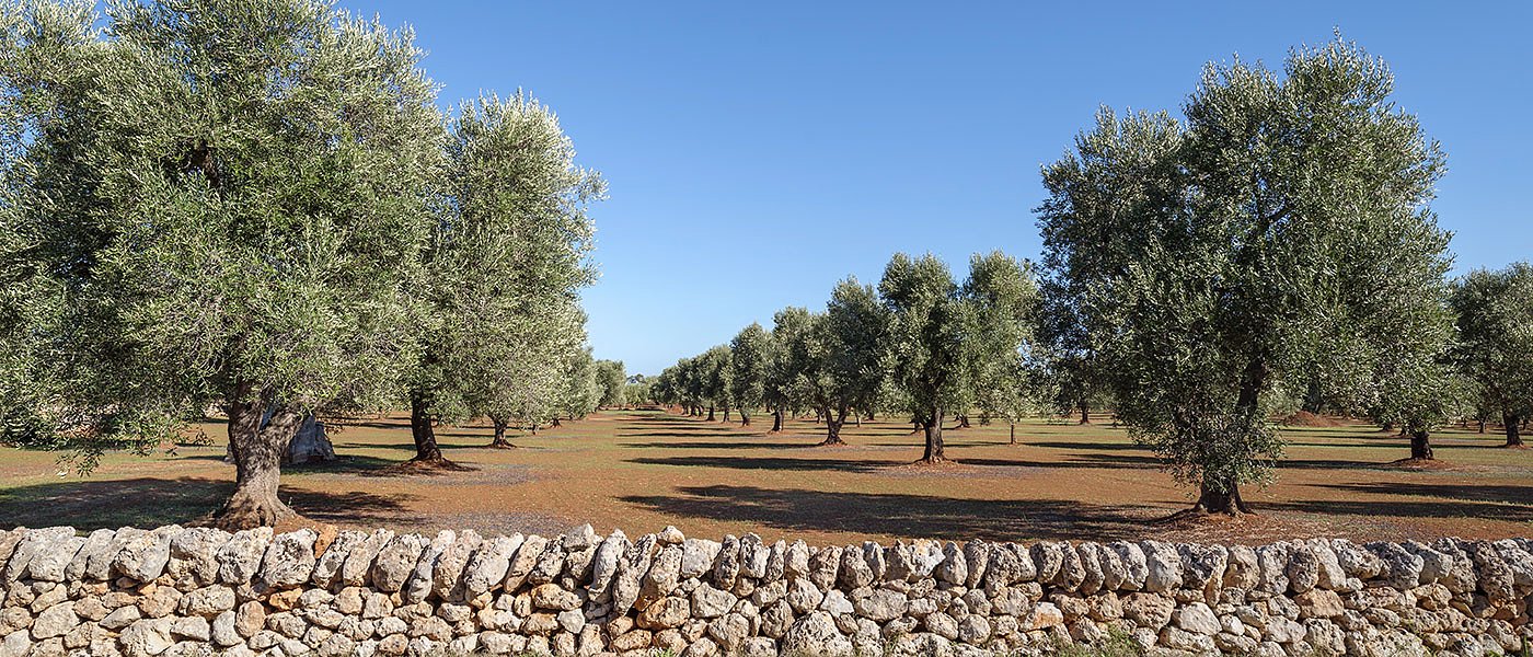 5,80 ευρώ δίνει το εμπόριο για ελαιόλαδο, με μεροκάματο 60 ευρώ και καταστροφική ξηρασία