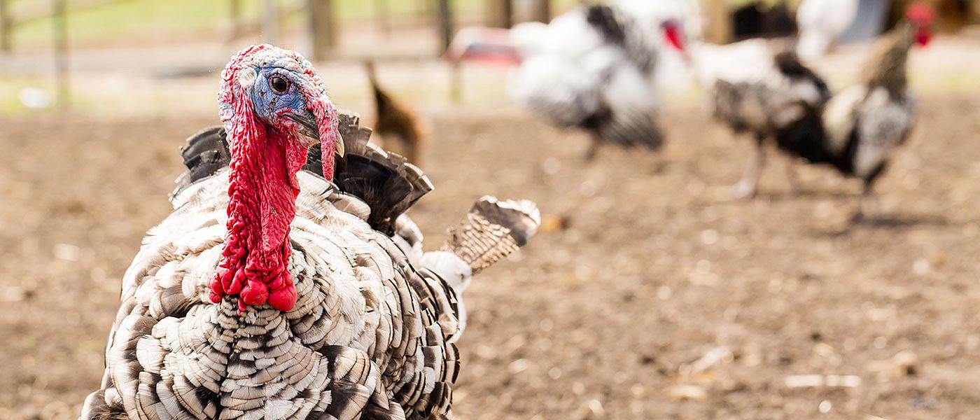 Χωρίς ενίσχυση για ζωοτροφές μένουν πολλές εκτροφές, να γίνουν διορθώσεις ζητά η ΕΘΕΑΣ