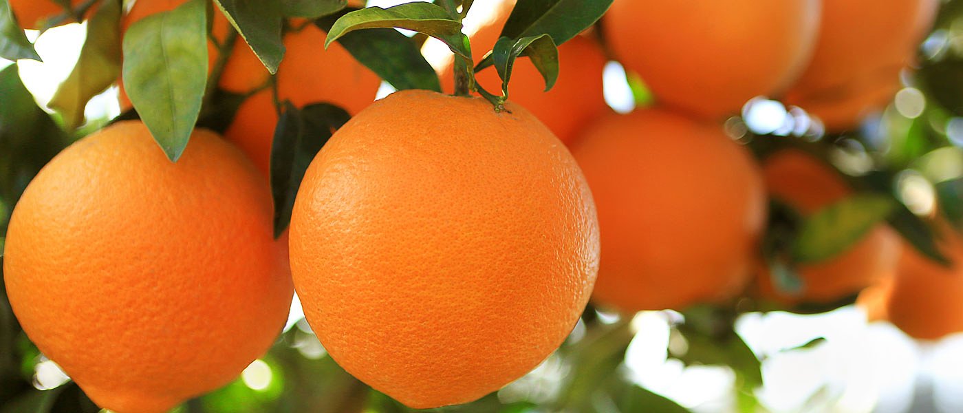 Βαλέντσια: Φρενάρουν τις κοπές οι παραγωγοί, περιμένουν καλύτερες τιμές