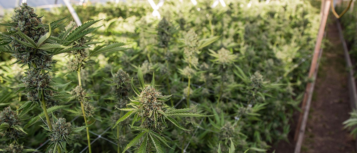 Δύο ερευνητικά για καινοτόμες εφαρμογές βιομηχανικής κάνναβης, αντιδράσεις για την THC