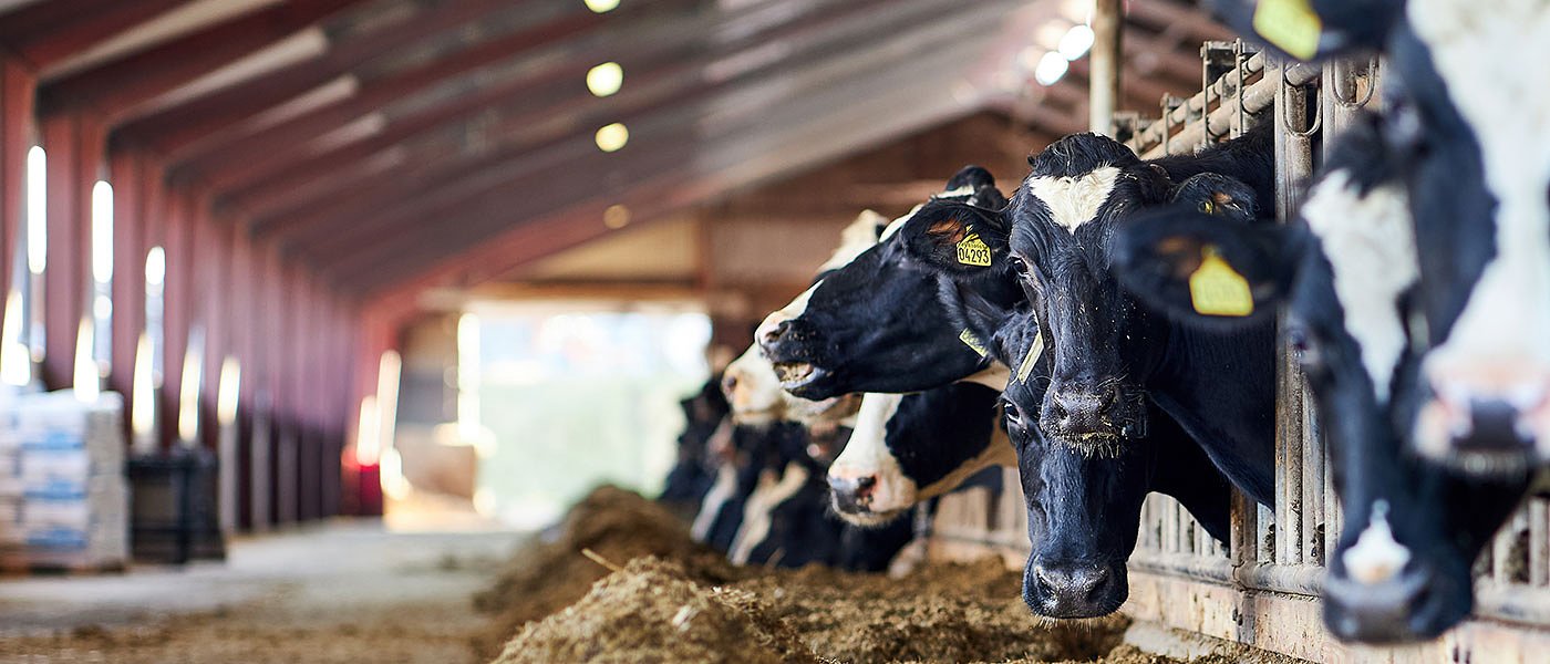 Ζωοτροφές: Άνοιξε πλατφόρμα για αιτήσεις από νεοεισερχόμενους άνευ τζίρου, ποσά ενίσχυσης