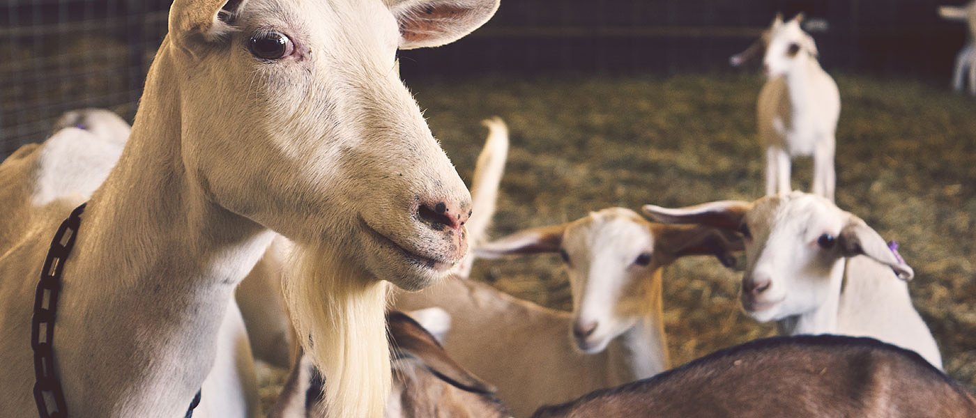 Αιγοπροβατοτρόφοι: Πτώση γαλακτοπαραγωγής, στήριξη ΥπΑΑΤ και μείωση ΦΠΑ για αγορά ζωοτροφών