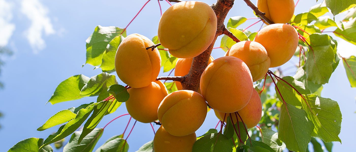 Τα πρώτα βερίκοκα βγήκαν στην αγορά με καλή ζήτηση, που κυμαίνονται οι τιμές