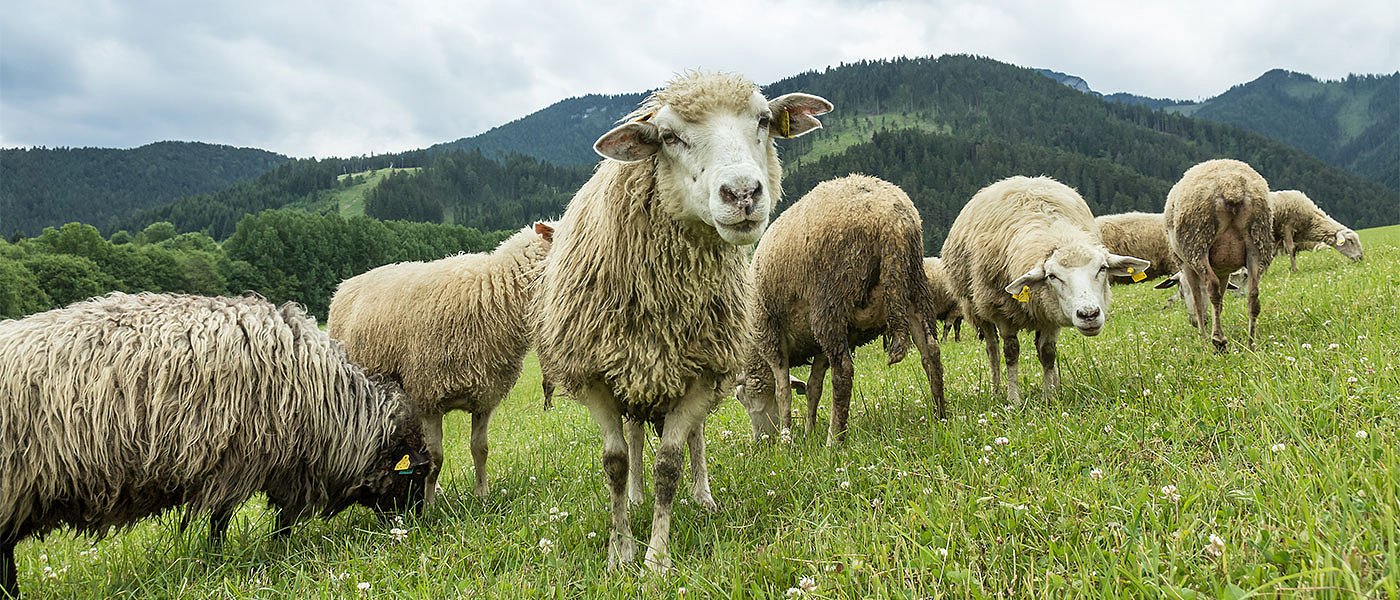 Αιτήσεις για επίδομα ενίσχυσης σε Ορεινές και Μειονεκτικές Περιοχές, δικαιούχοι και ποσά