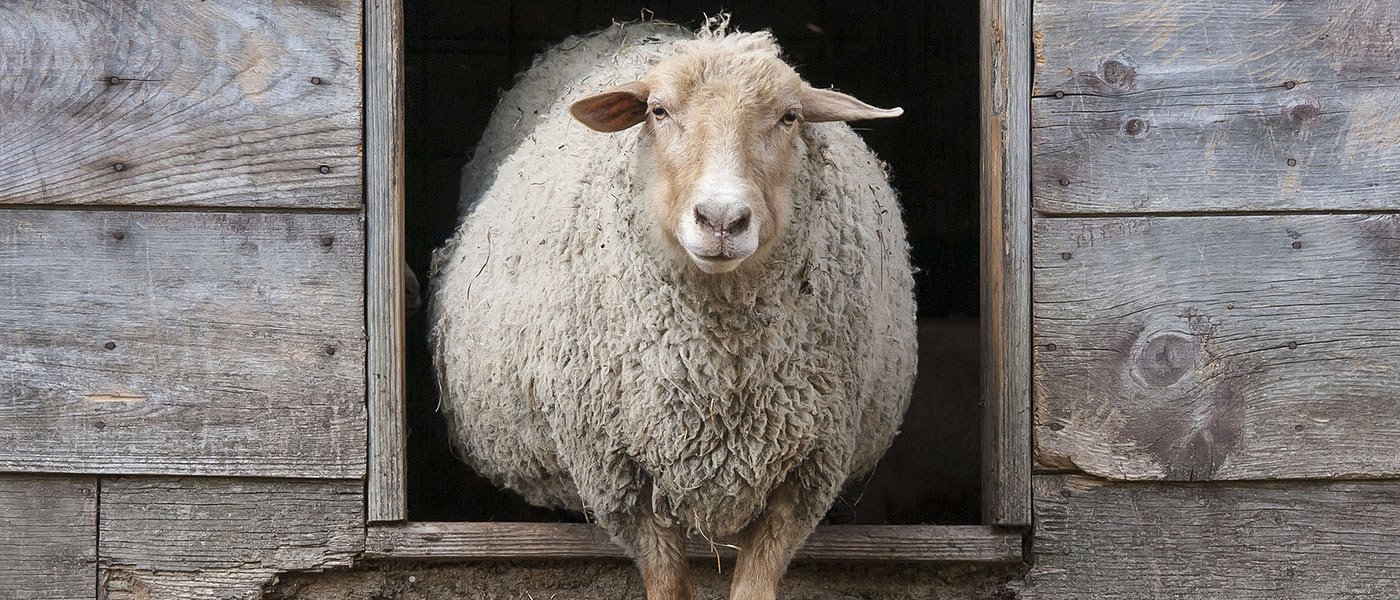 Περιοχές με ευλογιά ελέγχει ο ΟΠΕΚΕΠΕ, δεν αφήνουν τους κτηνοτρόφους να αγοράσουν ζώα