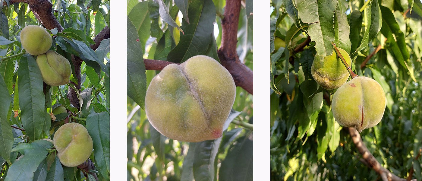 Άγνωστη ασθένεια εμφανίσθηκε σε αγροκτήματα με ροδάκινα στα Γιαννιτσά