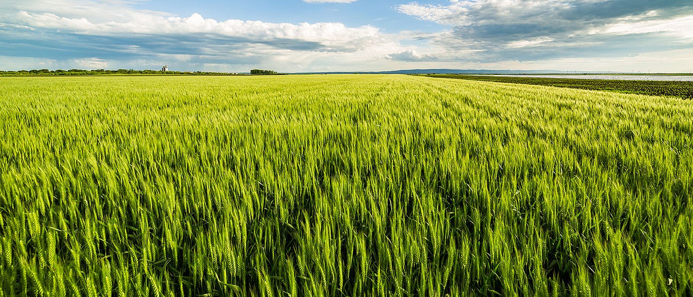 Τι πρέπει να προσέξουν στα συμβόλαια ενοικίασης σε χωράφια που πάνε για αμειψισπορά