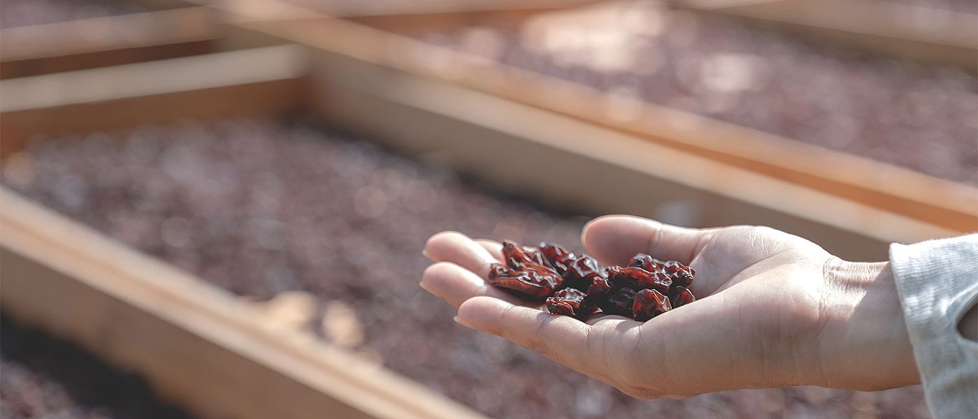 Το Μάρτιο οι ανακοινώσεις στήριξης σταφιδοπαραγωγών για απώλεια εισοδήματος
