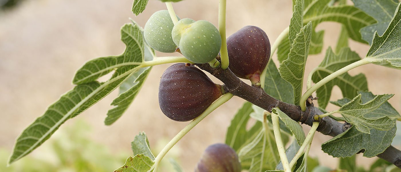 Αφήνουν εκτός αποζημίωσης για χιονοπτώσεις του 2021 τους συκοπαραγωγούς της Εύβοιας