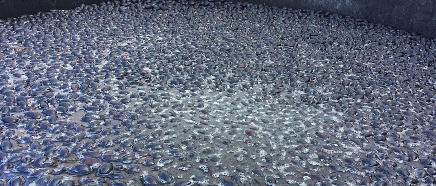 Στις χωματερές έχει αρχίσει και καταλήγει η περσινή Καλαμών, απροστάτευτοι οι παραγωγοί