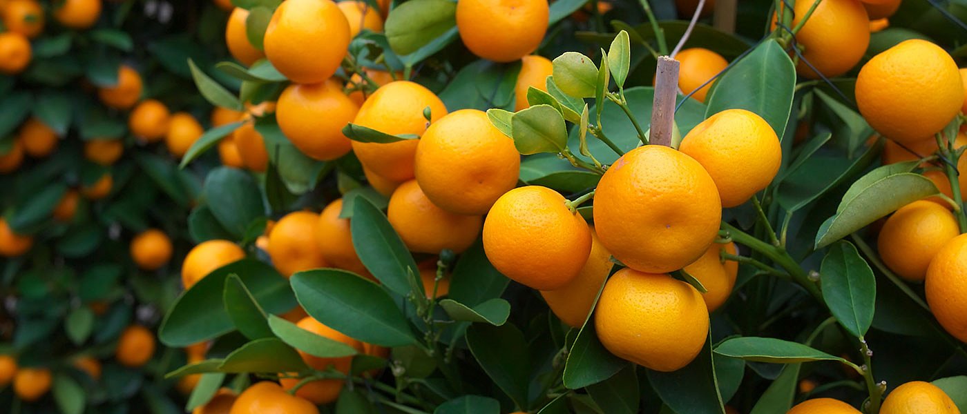 Οι Αιγύπτιοι βγάζουν εκτός αγορών το ελληνικό πορτοκάλι, πτώση τιμών απόγνωση παραγωγών