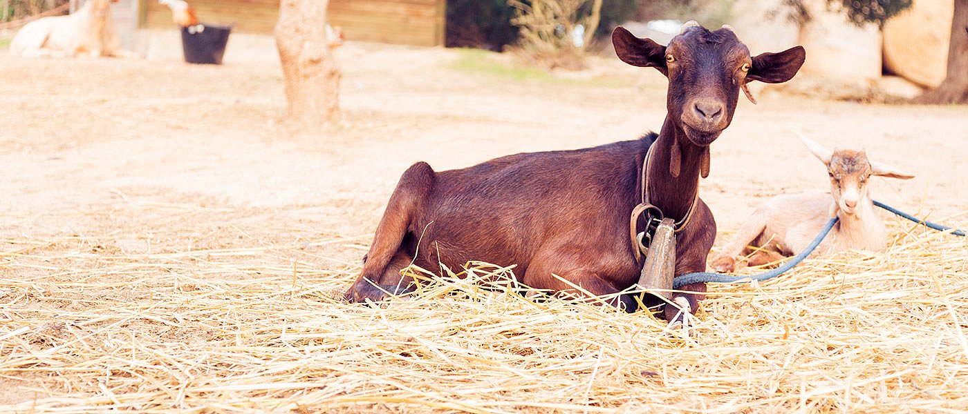 Η φάρμα με τα Μούρθια που έκανε μόδα την κατανάλωση γίδινου γάλακτος στη Στερεά Ελλάδα