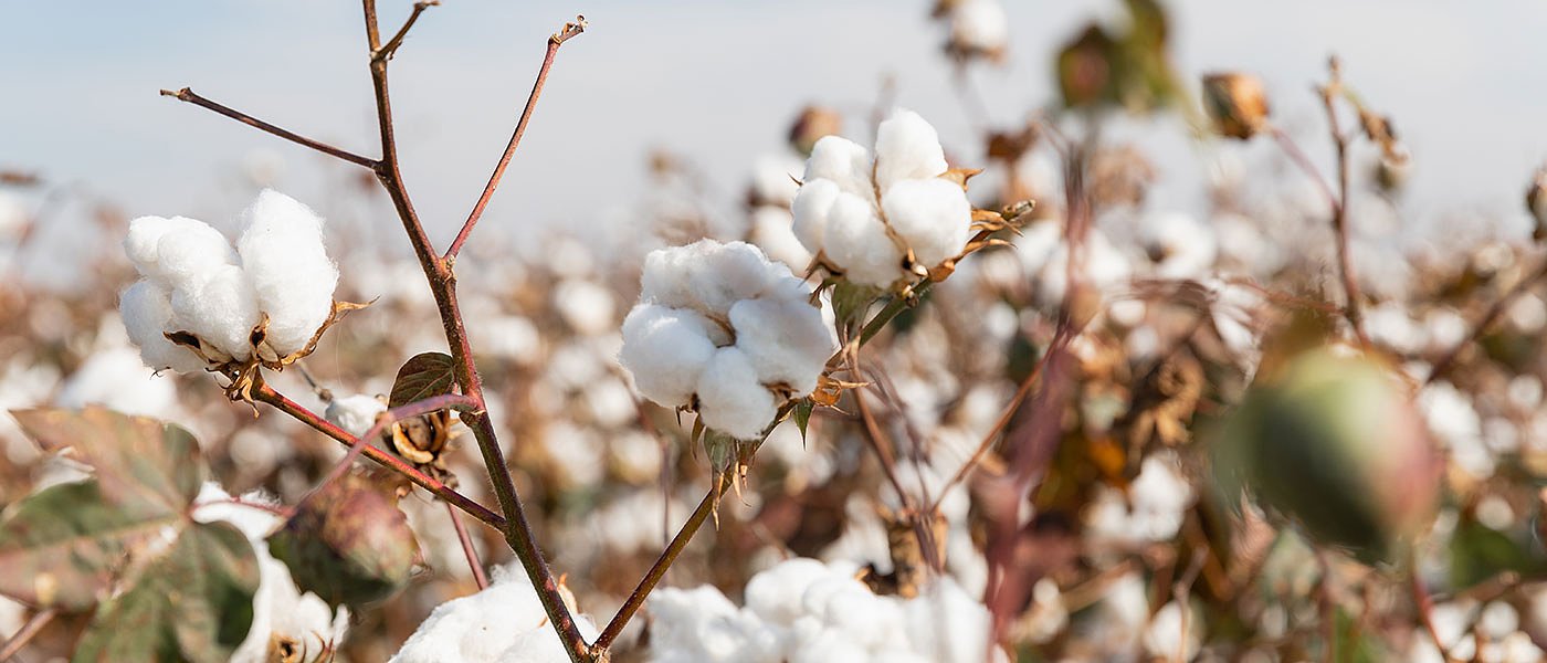 Κρίσιμη συνάντηση για το βαμβάκι στο ΥπΑΑΤ, τι ζητούν παραγωγοί τι δίνει ο Τσιάρας