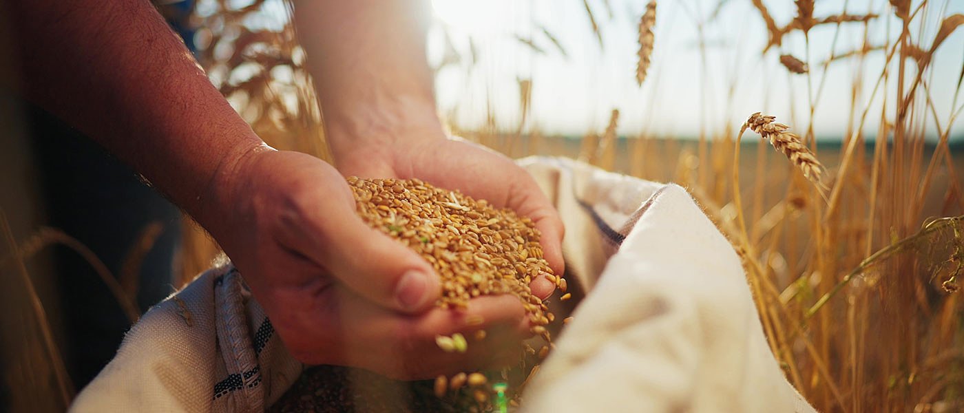 Προβλέψεις φετινής παραγωγής στην ΕΕ για δημητριακά, ελαιούχους σπόρους και πρωτεϊνούχες καλλιέργειες