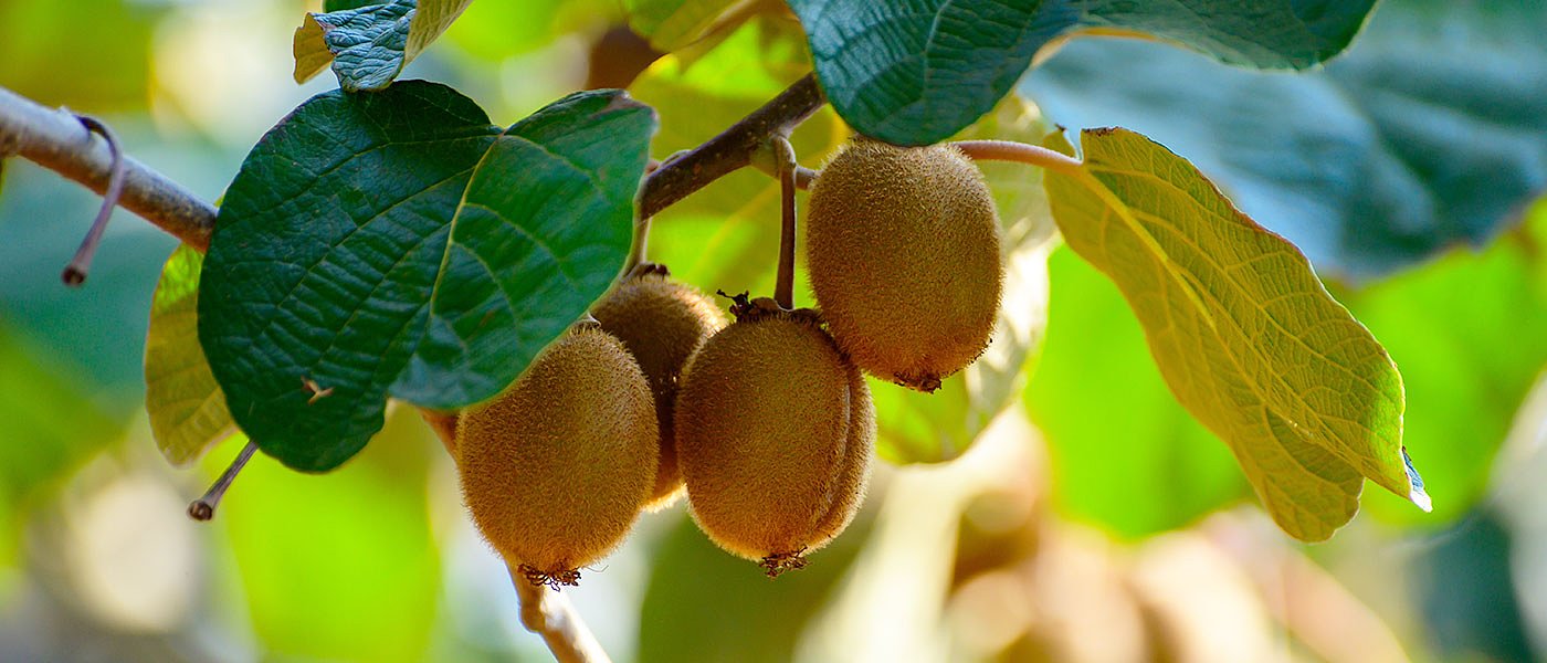 Κατάχρηση της κατά εξαίρεση συγκομιδής ακτινιδίων, κόβουν και σε άλλες περιοχές Hayward 