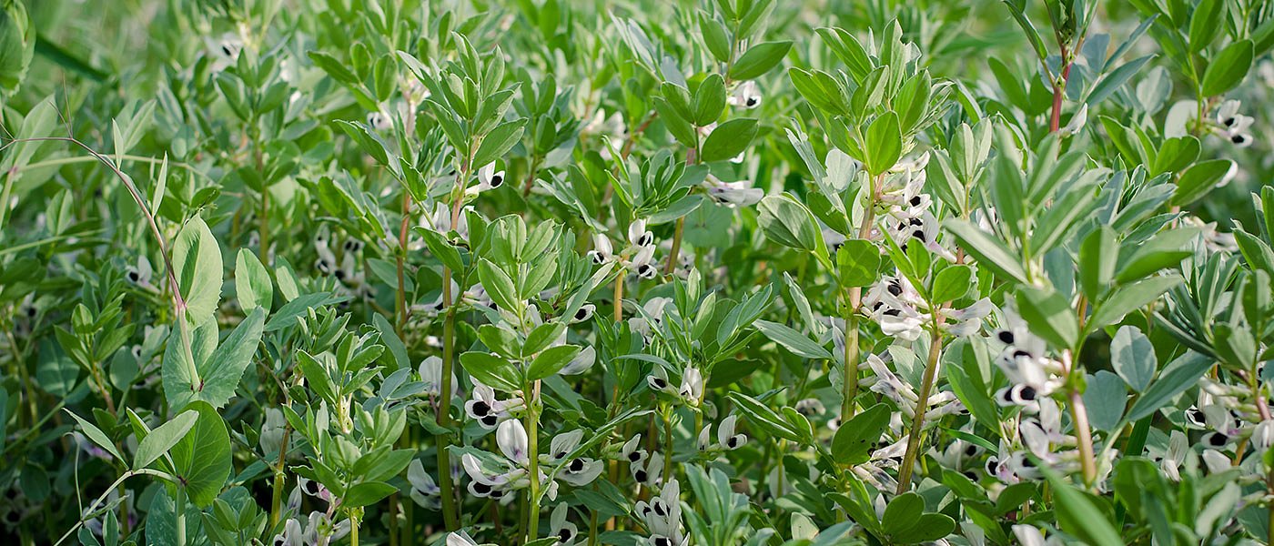 Προϋποθέσεις και επιλέξιμα είδη για την συνδεδεμένη στα κτηνοτροφικά ψυχανθή