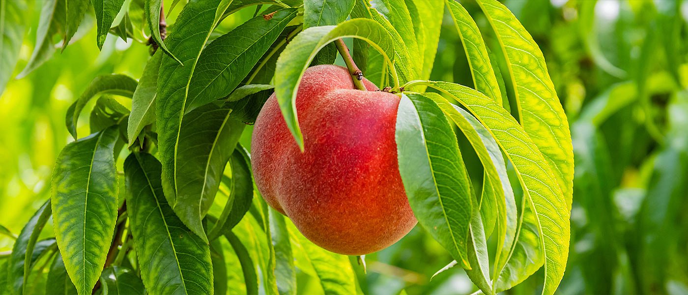 Πριν το Πάσχα θα πληρωθούν ροδάκινα, νεκταρίνια και βερίκοκα