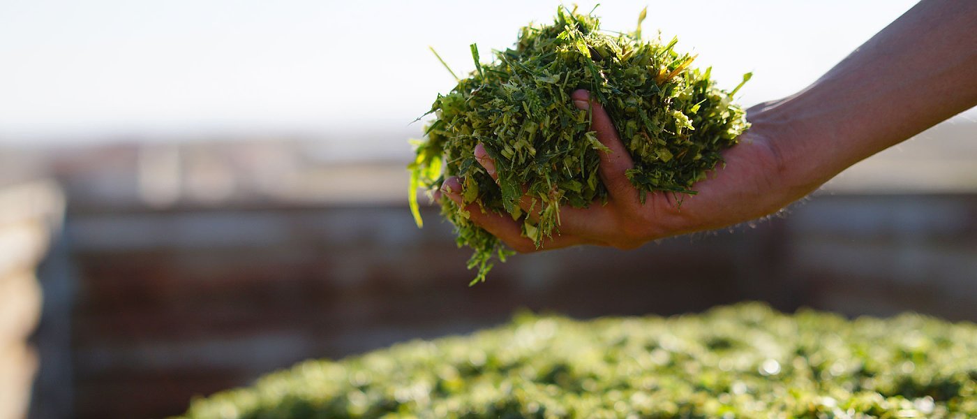 Ξεκίνησαν οι κοπές στα ενσιρώματα καλαμποκιού, που κυμαίνονται οι τιμές