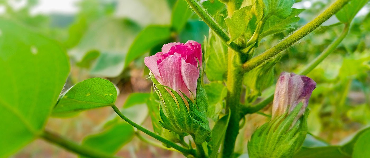 Η εξέλιξη της καλλιέργειας βαμβακιού, ξεκίνησαν ποτίσματα, που κυμαίνονται οι τιμές