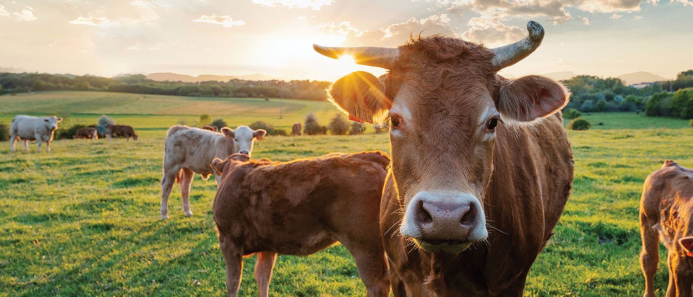 Ζωονόσοι και μειωμένη χρηματοδότηση από ΚΑΠ απειλούν το μέλλον της κτηνοτροφίας