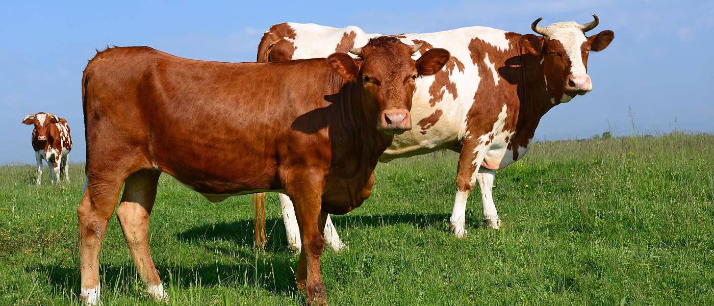Πάμε για συμπληρωματική πληρωμή στη συνδεδεμένη στα βοoειδή του 2024, έκαναν ελέγχους και έβγαλαν νέες τιμές