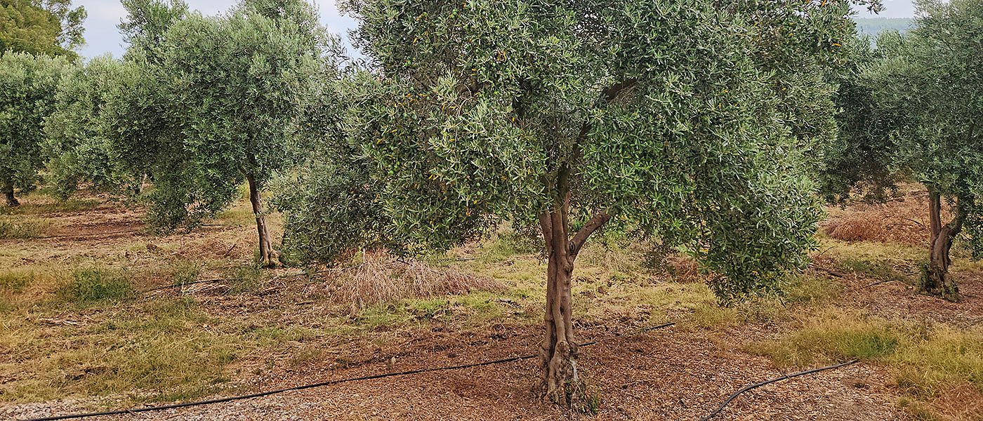 Στην Τυνησία αυξάνονται οι αρδευόμενοι ελαιώνες, εδώ στην Ελλάδα περιμένουμε να βρέξει