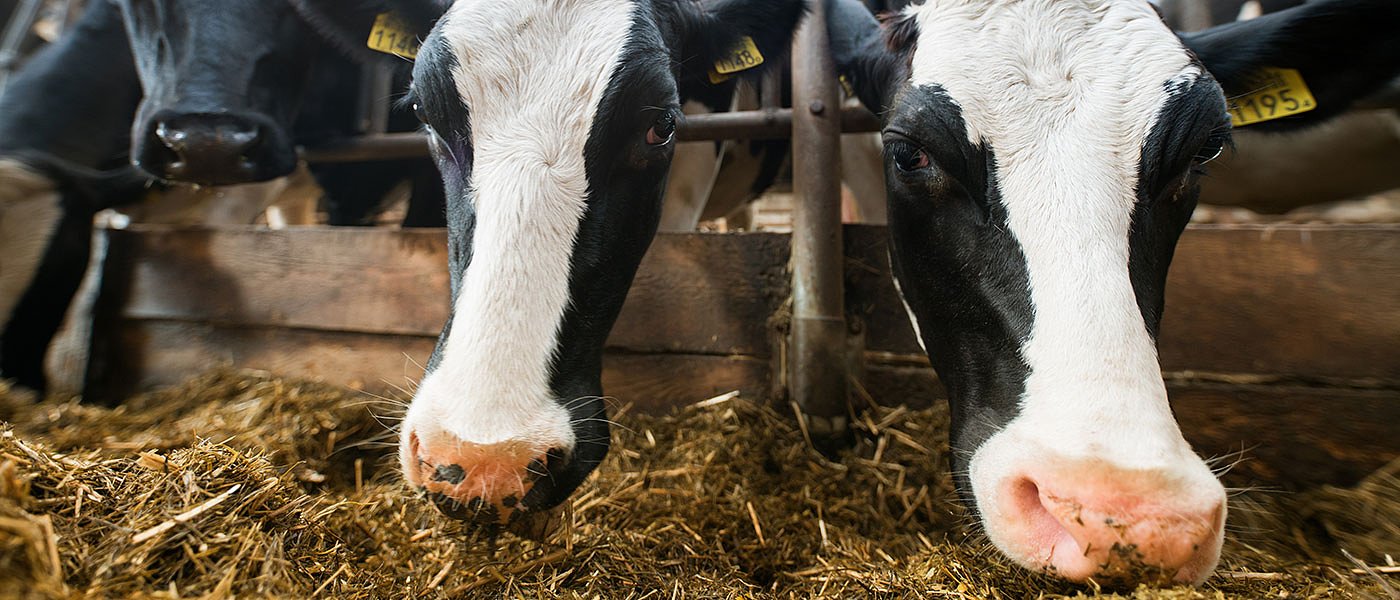 Οι κτηνοτρόφοι να ενταχθούν σε συνεταιριστικά σχήματα για να κερδίσουν καλύτερες τιμές