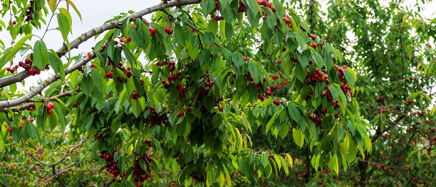 ΕΛΓΑ Βέροιας σε Βασιλειάδη: Και οι πρώιμες ποικιλίες κερασιών στις αναγγελίες