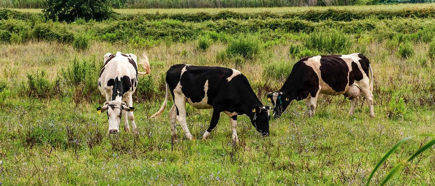 Διαχειριστικά βόσκησης: Το ΥπΑΑΤ αναμένουν οι Περιφέρειες, δεν αποκλείεται να σπάσει το έργο
