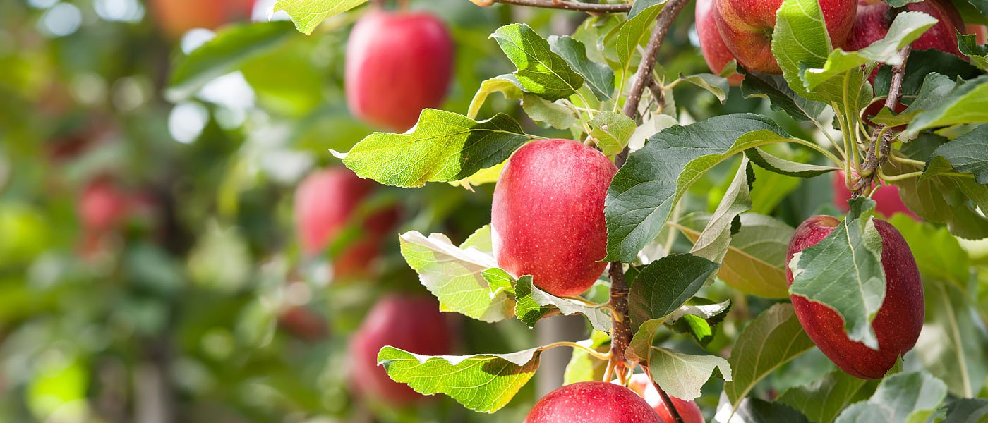 Οι παραγωγοί διαμαρτύρονται για τις καθυστερήσεις αποζημιώσεων στο προανθικό στάδιο