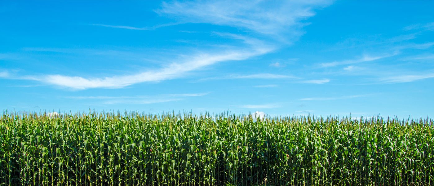 Καλαμπόκι Βουλγαρίας: Καθυστερημένες σπορές, μείωση εκτάσεων και πτώση αποθεμάτων