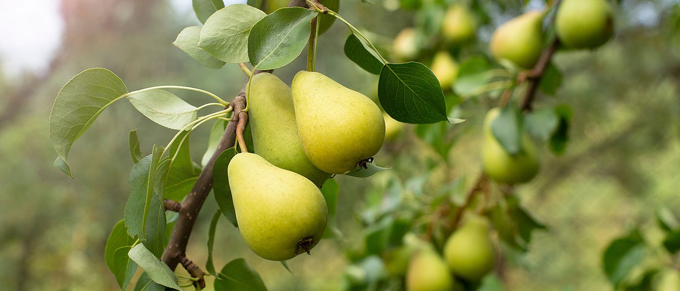 Τελική λίστα δικαιούχων 1ης πρόσκλησης για Κομφούζιο επιτέλους αναρτήθηκε από ΟΠΕΚΕΠΕ