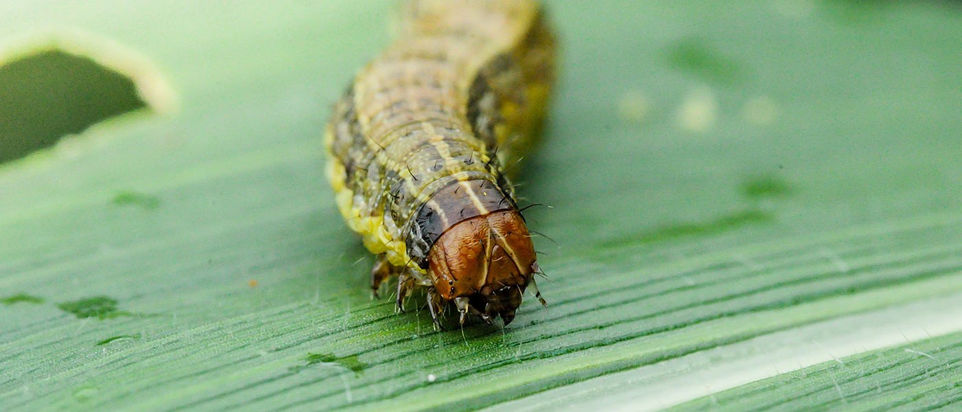 Ήρθε στην χώρα μας επικίνδυνο έντομο καραντίνας, βρέθηκε σε Λακωνία και Αττική