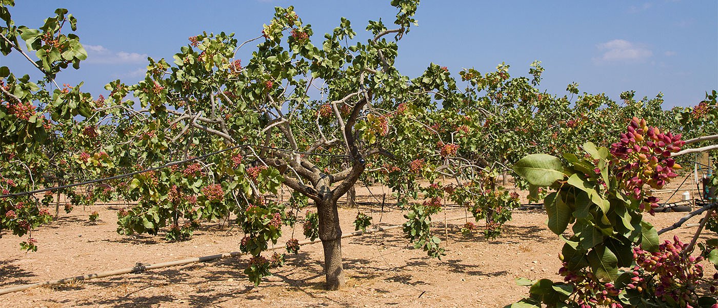 Ενδιαφέρον για το κελυφωτό φιστίκι, μεγάλη αύξηση στρεμμάτων την τελευταία 5ετία