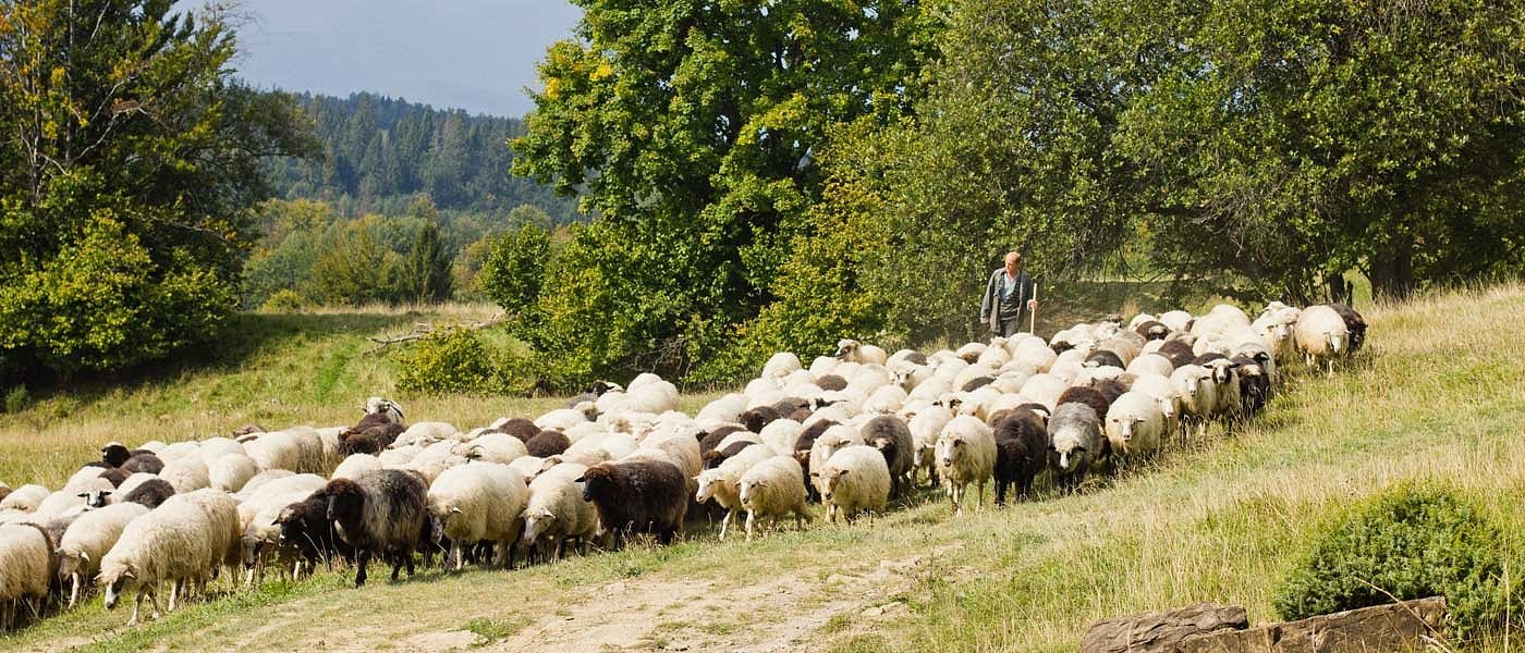 Τι περιλαμβάνουν οι δύο δράσεις στο οικολογικό σχήμα της κτηνοτροφίας, τα ποσά ενίσχυσης
