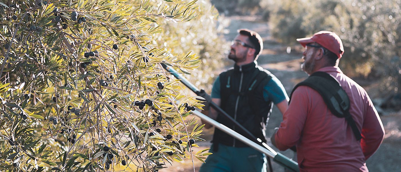 Ξεκινούν ξανά δημοπρασίες ελαιολάδου, αρχίζουν κινητοποιήσεις οι ελαιοπαραγωγοί