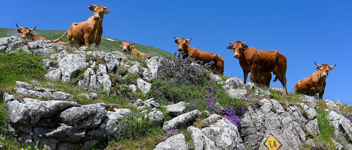 Συνδεδεμένη στα βοειδή έκλεισε μόνο για τα μοσχάρια που γεννήθηκαν Ελλάδα
