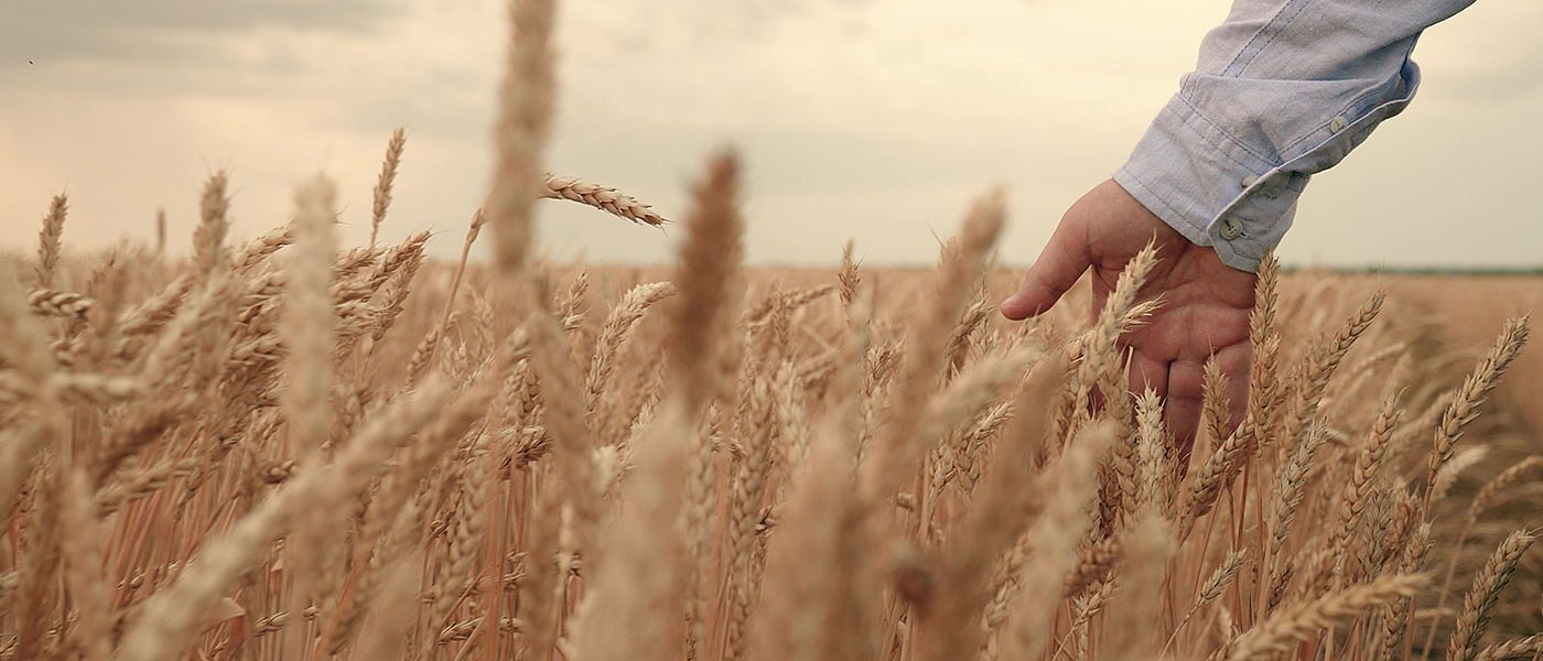 Καλή η εικόνα στο σκληρό σιτάρι, παραμένει όμως σε χαμηλά επίπεδα η τιμή